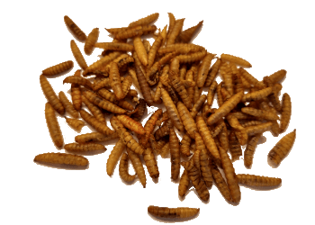 Trocken Barf Insekten Mix Trocken Barf Insekten Mix in bester Barf Zusammensetzung